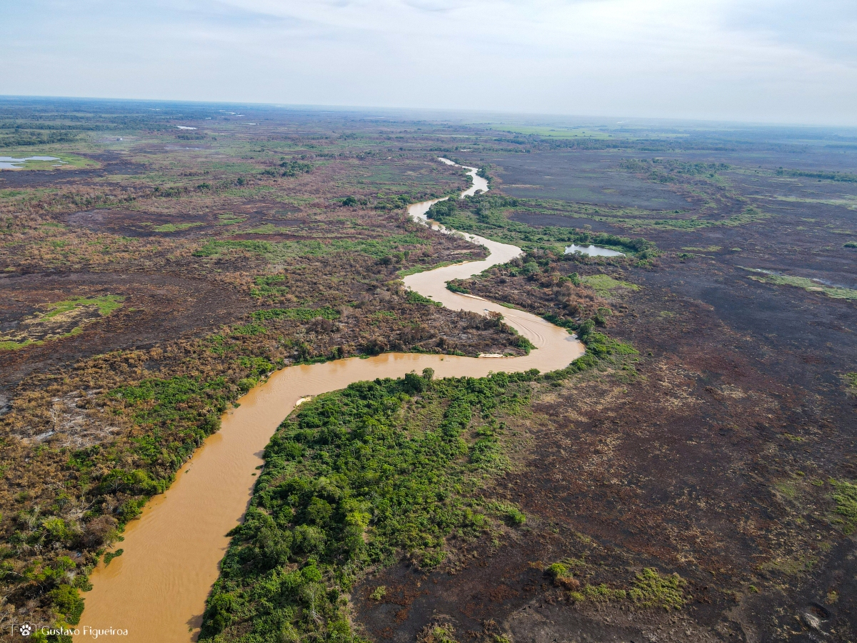 Pantanal Blaze: Nature’s Silent Scream